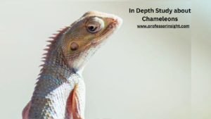 Read more about the article In Depth Study about Chameleons